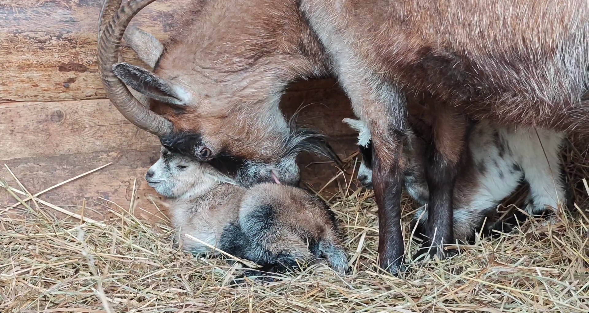 Сразу две камерунские козочки стали мамами в барнаульском зоопарке Сразу две камерунские козочки стали мамами в барнаульском зоопарке