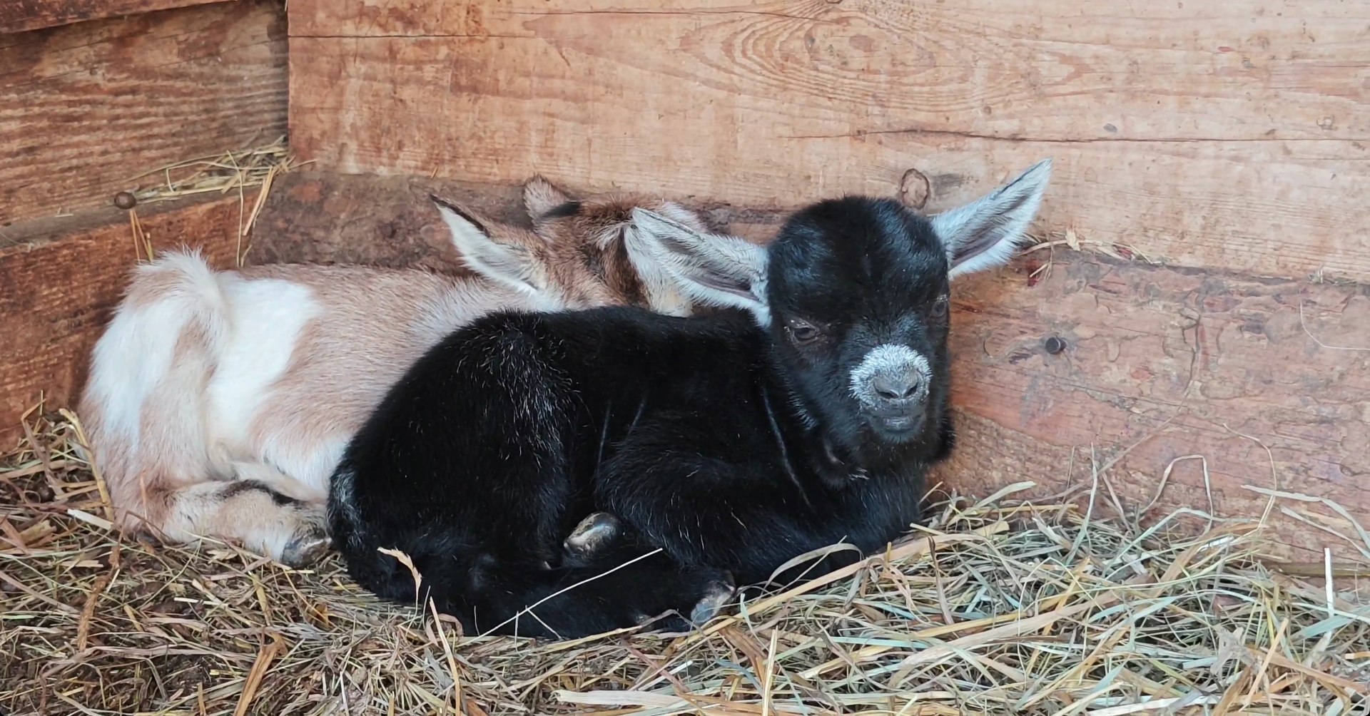Сразу две камерунские козочки стали мамами в барнаульском зоопарке