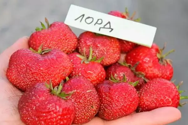 Как вырастить идеальную клубнику: секреты сорта Лорд