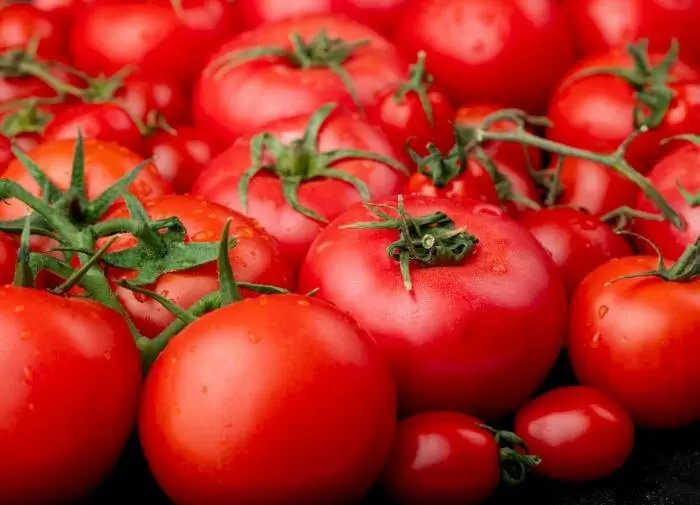 Как вырастить помидоры: секреты успеха для теплиц и открытого грунта
