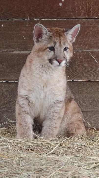 ���� �� �������. ������������ ������� ��������� ����� ������-����, ������� �� ��������� �� ������ ������� �����