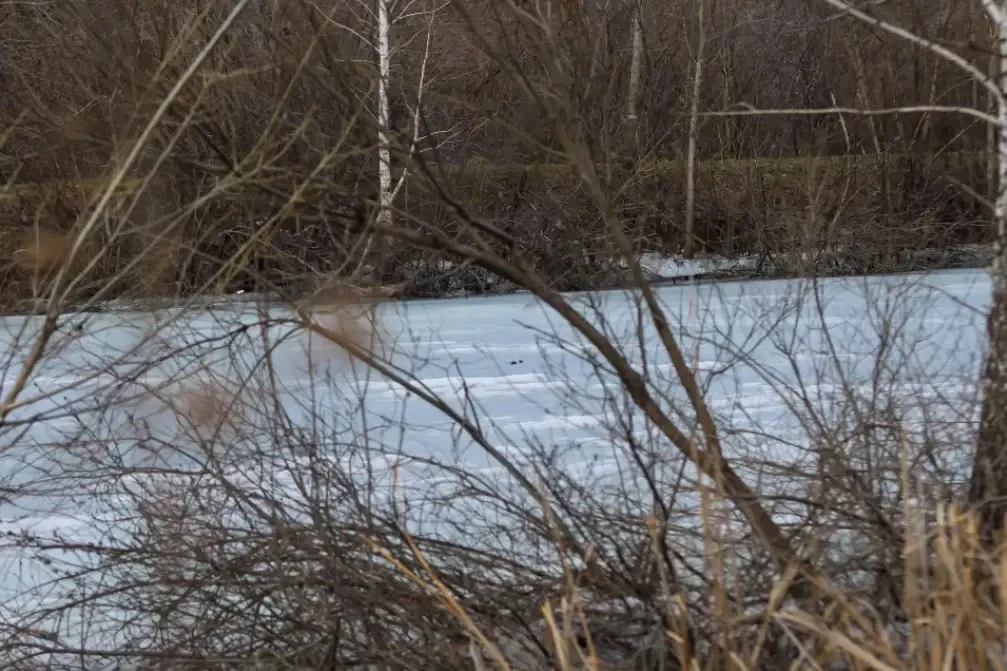 Лед и пернатые разведчики. Как "просыпается" озеро с уточками в новостройках Барнаула