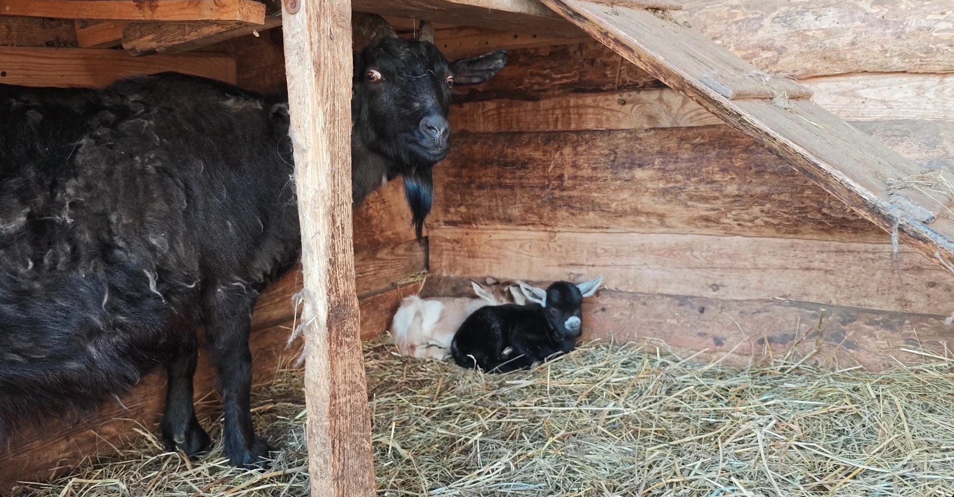 Сразу две камерунские козочки стали мамами в барнаульском зоопарке Сразу две камерунские козочки стали мамами в барнаульском зоопарке