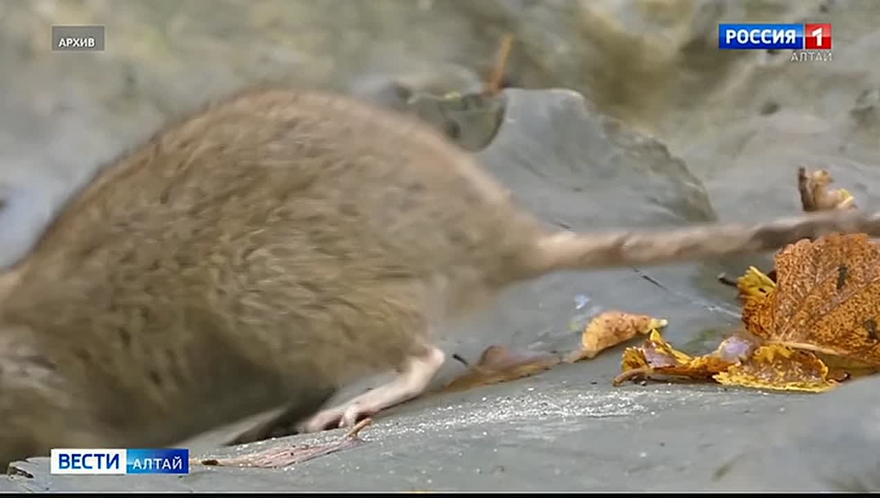 Из-за угрозы бешенства в Алтайском крае создают спецгруппы из охотников и ветеринаров