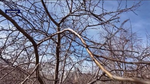 Почти 300 тысяч цветов высадят на клумбах краевой столицы