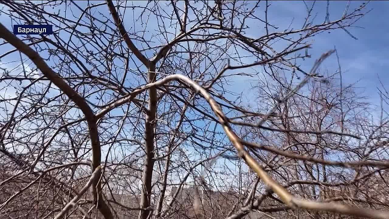 Почти 300 тысяч цветов высадят на клумбах краевой столицы