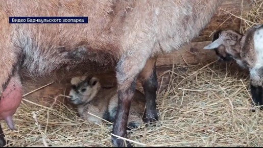 В барнаульском зоопарке за два дня две жены камерунского козла сделали его счастливым папой дважды