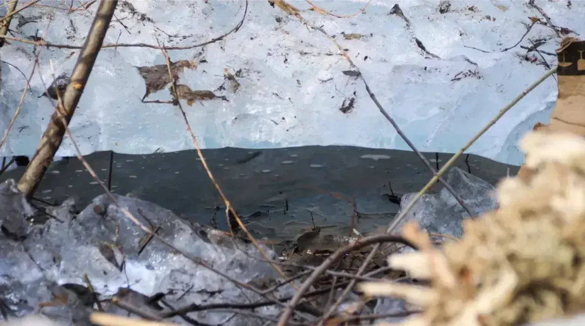 Лед и пернатые разведчики. Как "просыпается" озеро с уточками в новостройках Барнаула Лед и пернатые разведчики. Как "просыпается" озеро с уточками в новостройках Барнаула