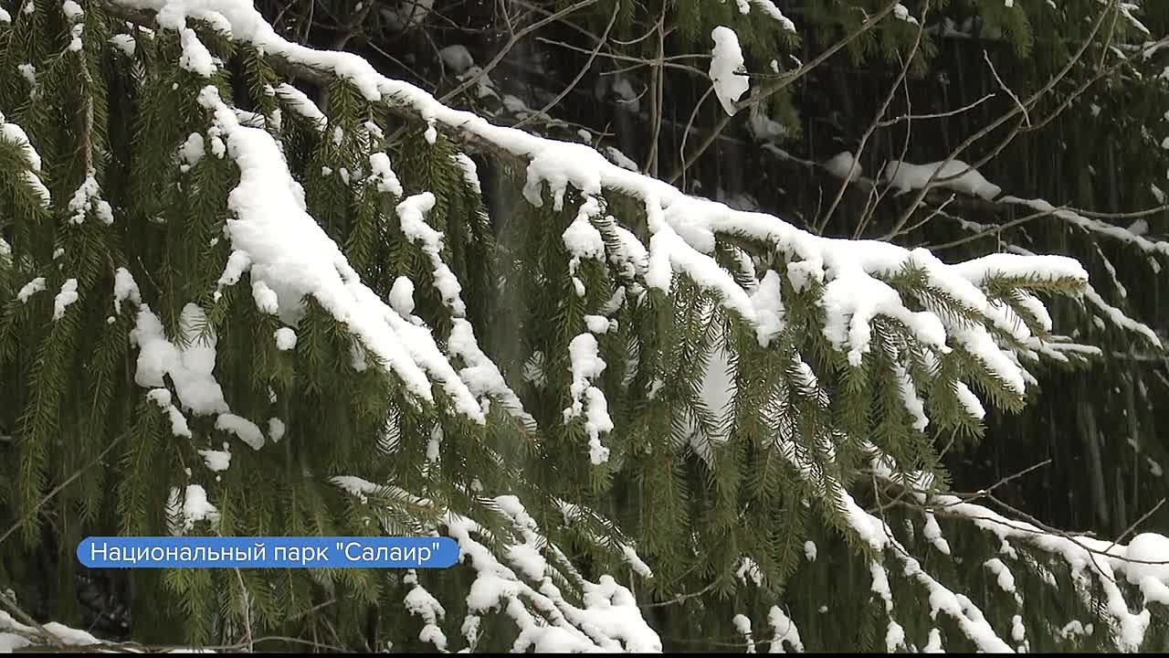 Нацпарк «Салаир» побил собственный снежный рекорд прошлого года