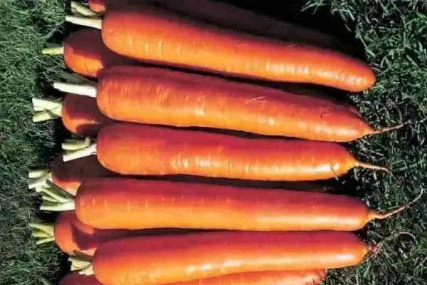 Особенности и секреты успеха при выращивании моркови Император