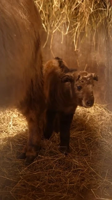 Детеныш родился у единственной в России пары золотистых такинов в Новосибирском зоопарке Детеныш родился у единственной в России пары золотистых такинов в Новосибирском зоопарке