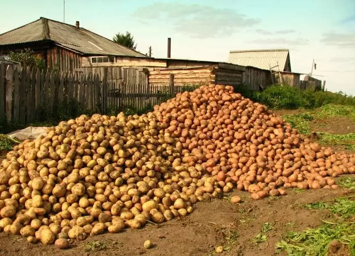 Как добиться рекордов урожая картофеля: проверенные стратегии
