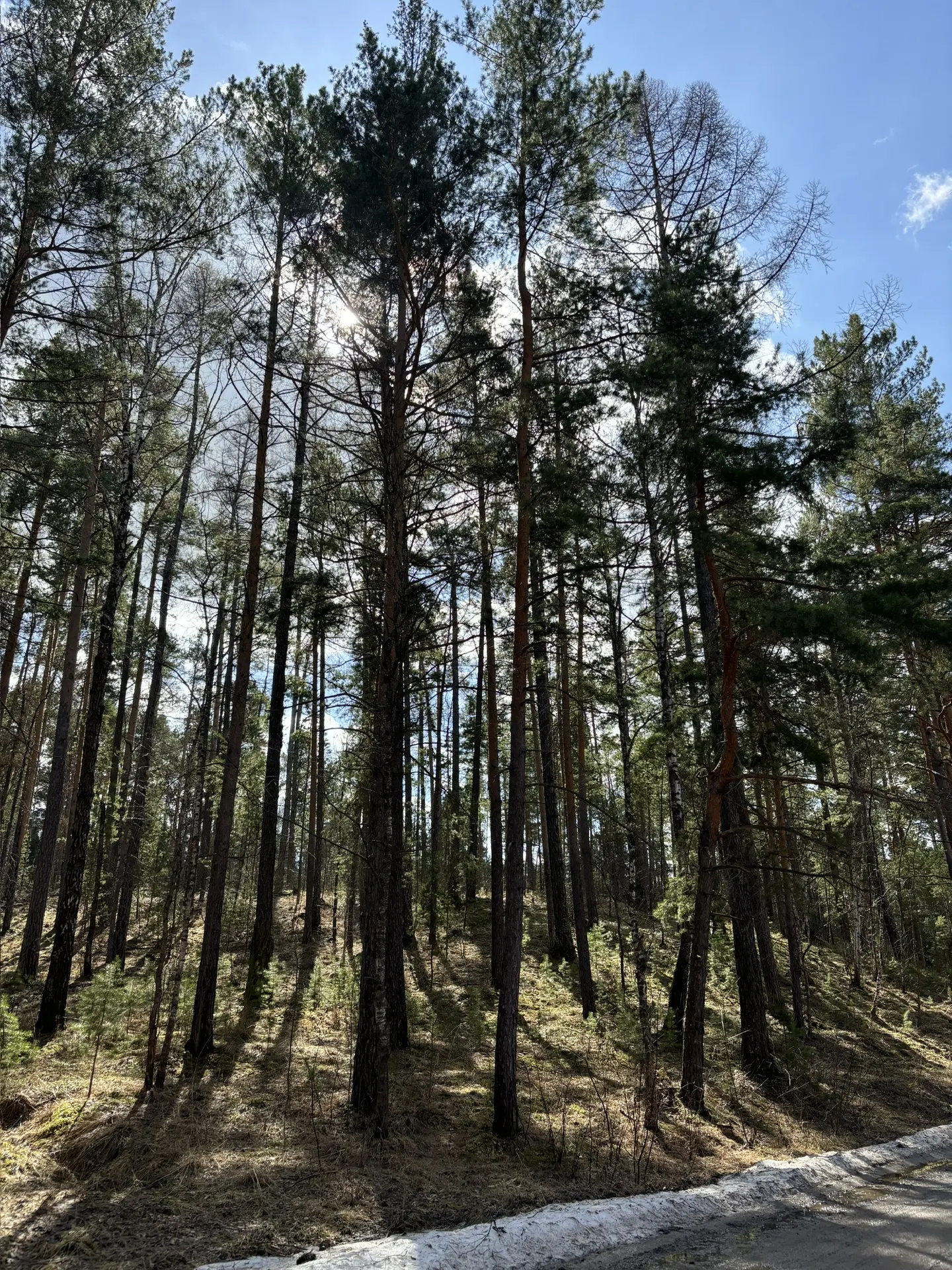 Всем доброе утро!. Сегодня, 15 апреля, в Барнауле ожидается +7...,+9 градусов