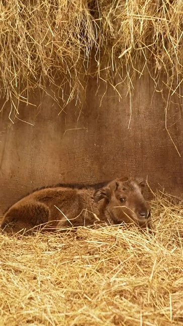 Детеныш родился у единственной в России пары золотистых такинов в Новосибирском зоопарке Детеныш родился у единственной в России пары золотистых такинов в Новосибирском зоопарке
