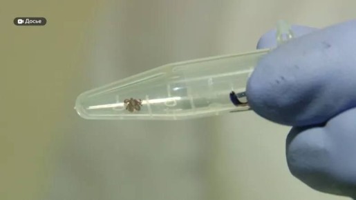 В Сибири подросток впал в кому и едва выжил после двух укусов клещей