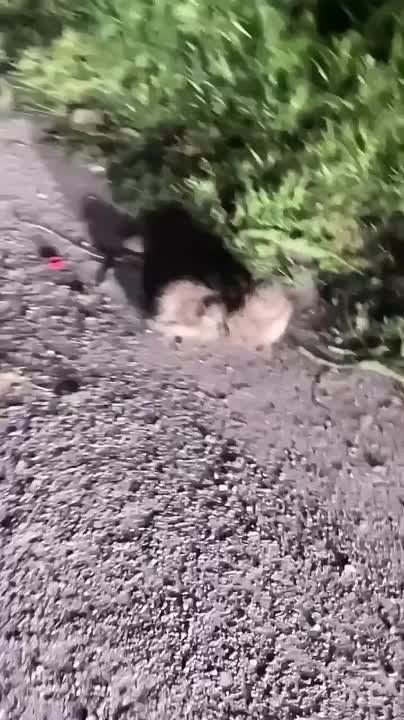 ������ ����, ��������� ����!