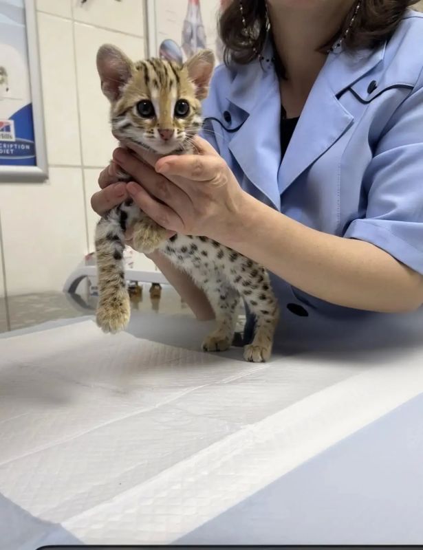 ����� �������� . �� ���� � ����������� ������������ ��������� �������� ������ ��������� ����������� �����