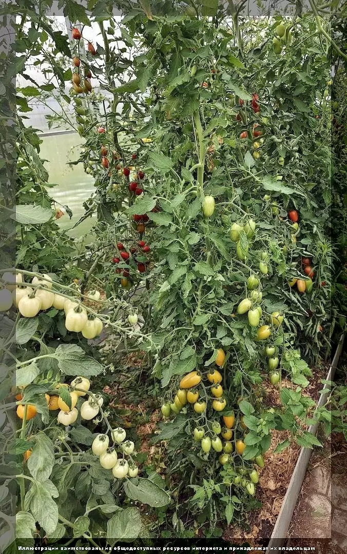 Август для томатов: самые распространенные ошибки огородников, которые могут стоить урожая