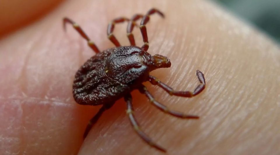 � ������ �������������� ������ ���������������� 117 ������� ������������ ����� �� 35 ����������� ���������� ����