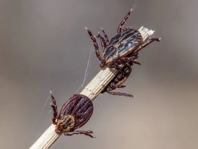 ����������� � ���� �� �� ����� �� ������