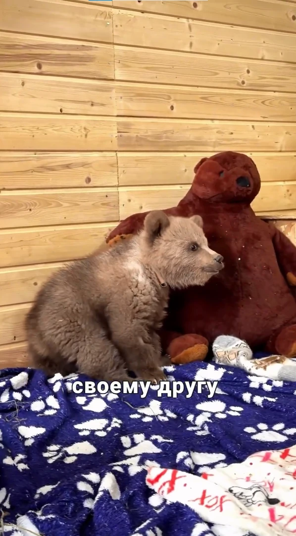 Вы уже слышали про медвежонка Дыньку и ее дружбу с псом Арбузиком? За судьбой малышей следят тысячи россиян Вы уже слышали про медвежонка Дыньку и ее дружбу с псом Арбузиком? За судьбой малышей следят тысячи россиян