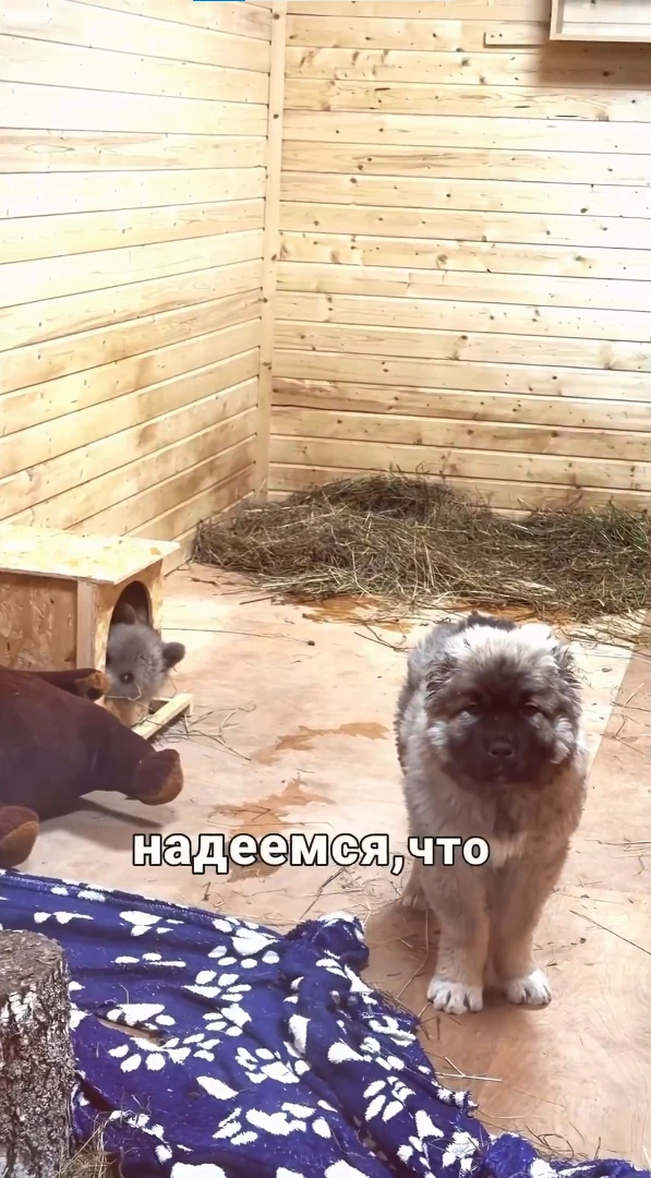 Вы уже слышали про медвежонка Дыньку и ее дружбу с псом Арбузиком? За судьбой малышей следят тысячи россиян Вы уже слышали про медвежонка Дыньку и ее дружбу с псом Арбузиком? За судьбой малышей следят тысячи россиян