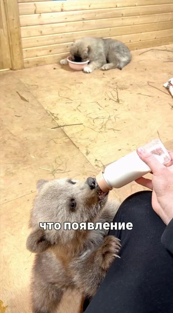 Вы уже слышали про медвежонка Дыньку и ее дружбу с псом Арбузиком? За судьбой малышей следят тысячи россиян Вы уже слышали про медвежонка Дыньку и ее дружбу с псом Арбузиком? За судьбой малышей следят тысячи россиян