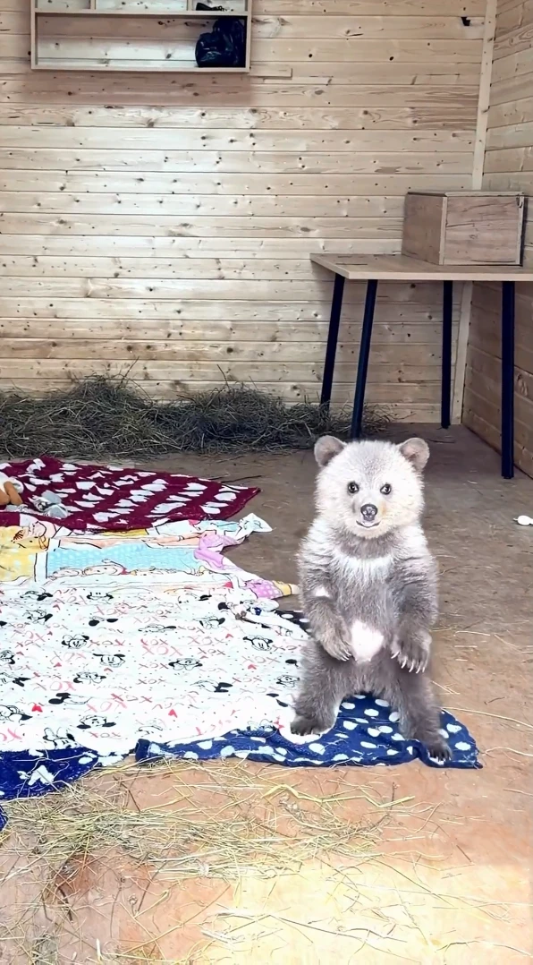 Вы уже слышали про медвежонка Дыньку и ее дружбу с псом Арбузиком? За судьбой малышей следят тысячи россиян