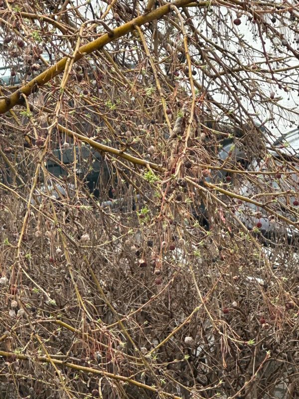 ������ �������� ������������ �� �������