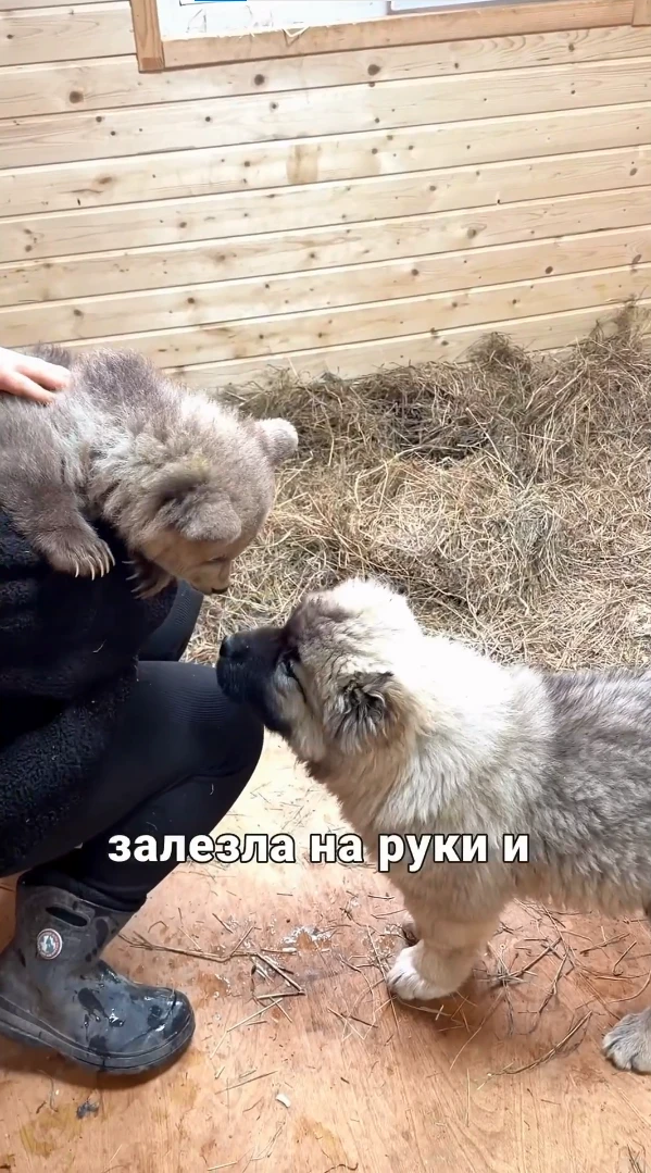 Вы уже слышали про медвежонка Дыньку и ее дружбу с псом Арбузиком? За судьбой малышей следят тысячи россиян Вы уже слышали про медвежонка Дыньку и ее дружбу с псом Арбузиком? За судьбой малышей следят тысячи россиян