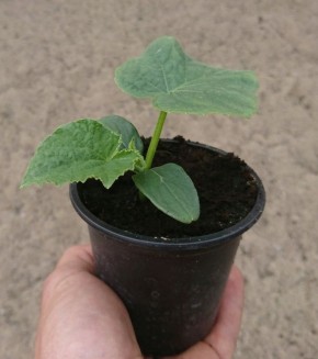 ��� �������� ������� � ������� �������: ������ �� ����� � ������������