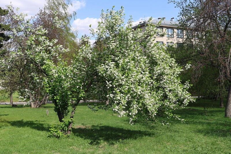 Белая черемуха и красные тюльпаны Белая черемуха и красные тюльпаны