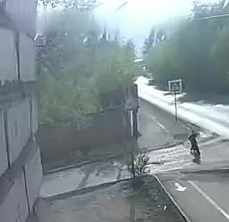 Бродячие собаки напали на ребёнка в Бийске