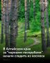 В 2026 году лесничества Алтайского края будут охранять леса от незаконных рубок из космоса, сообщили в региональном Минприроды