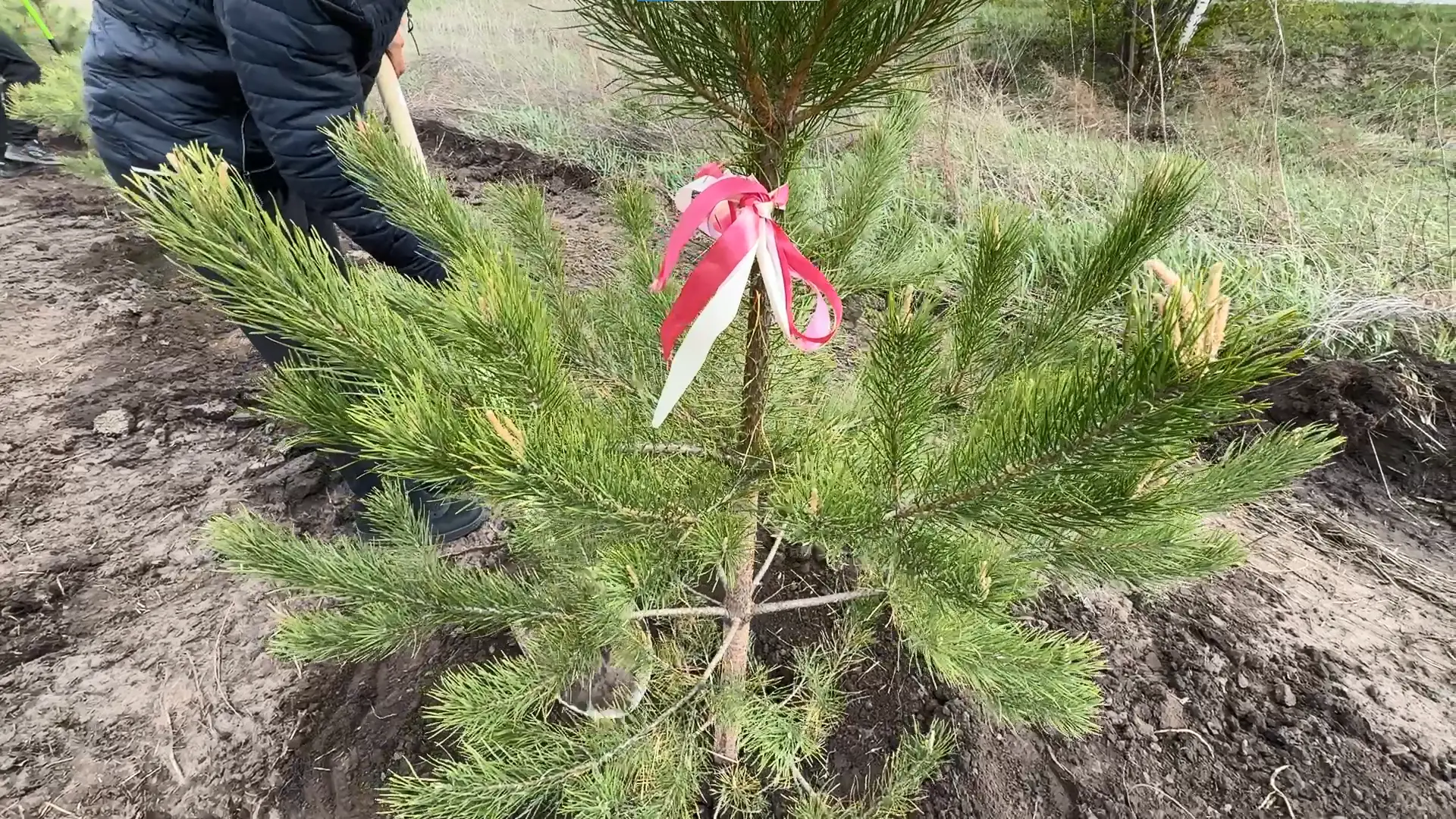 В барнаульском коттеджном посёлке высадили 300 именных сосен В барнаульском коттеджном посёлке высадили 300 именных сосен