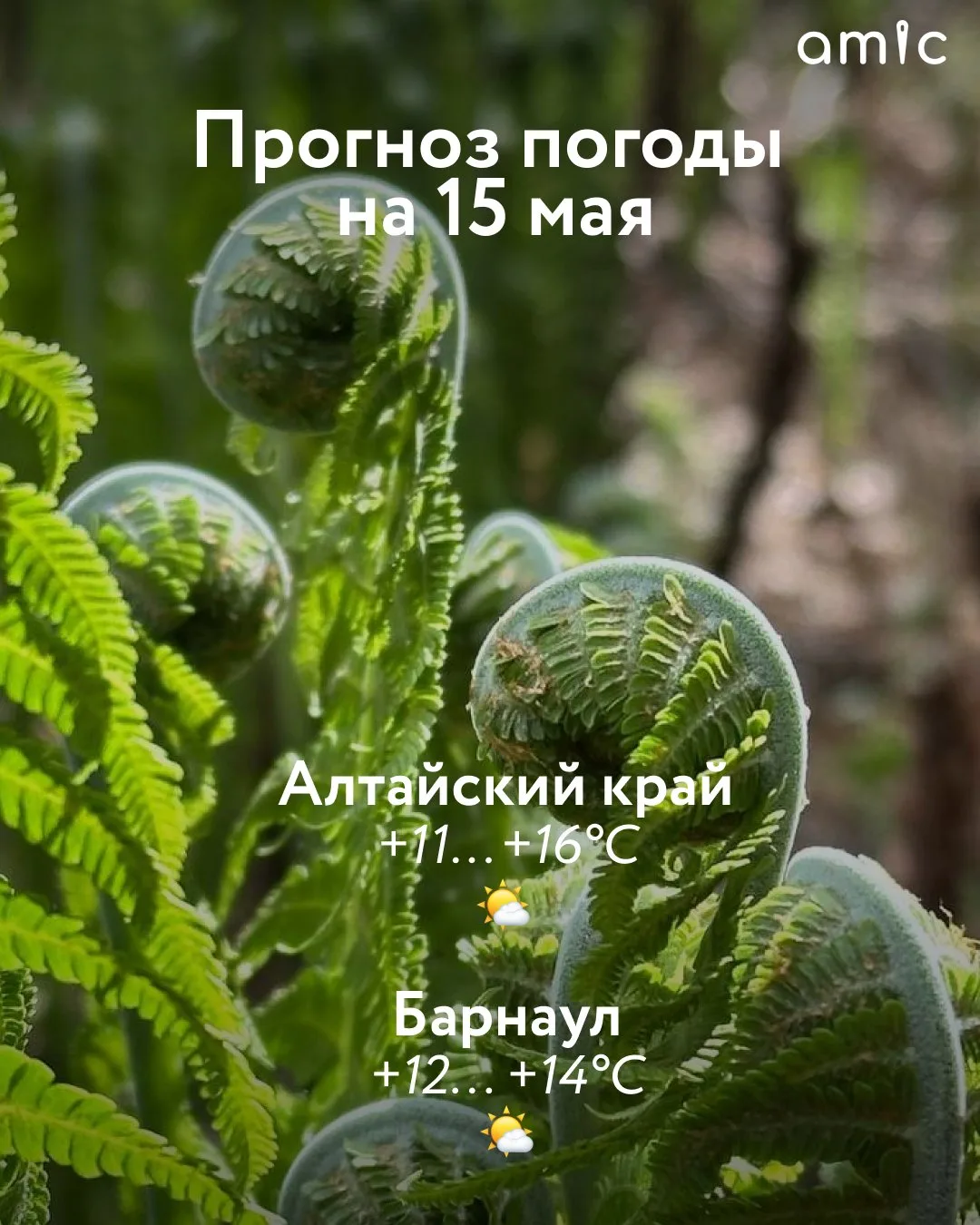 Доброе утро! О погоде в Алтайском крае 15 мая