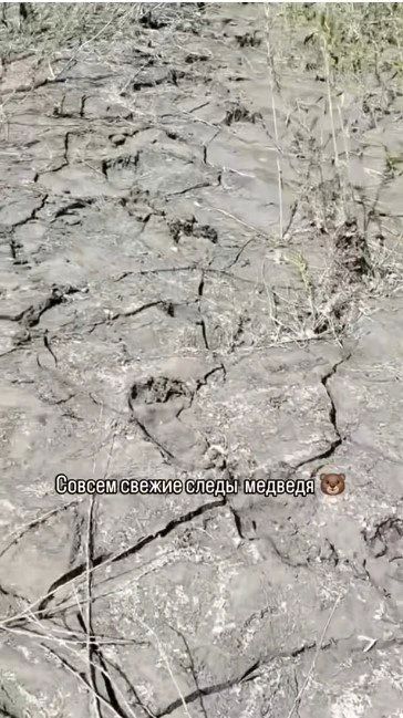 Медведь заглянул на пасеку в Алтайском крае Медведь заглянул на пасеку в Алтайском крае