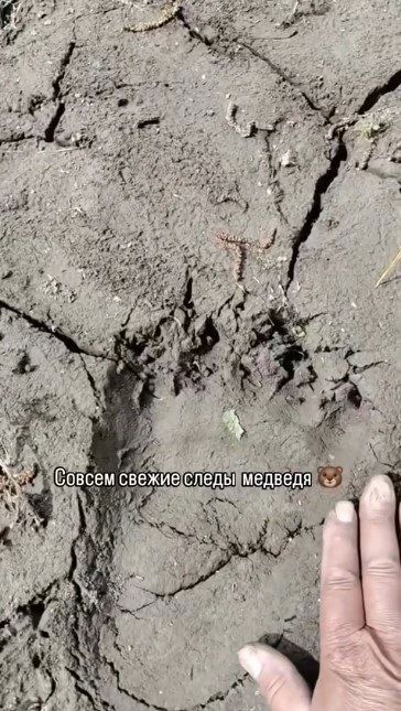 Медведь заглянул на пасеку в Алтайском крае