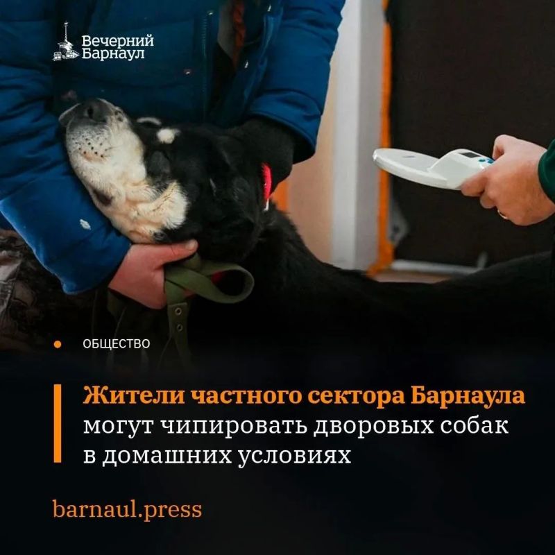 Приют «Ласка» проводит чипирование в рамках грантовой поддержки комитета по благоустройству города Барнаула