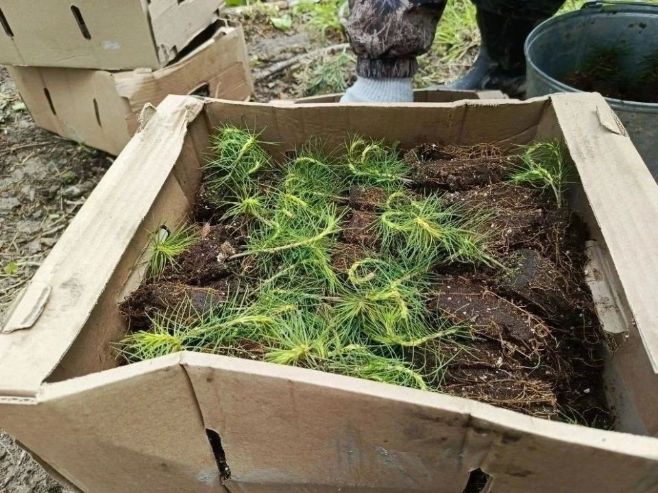 Более 2 миллионов деревьев высадили в Алтайском крае в рамках международной акции «Сад памяти» Более 2 миллионов деревьев высадили в Алтайском крае в рамках международной акции «Сад памяти»