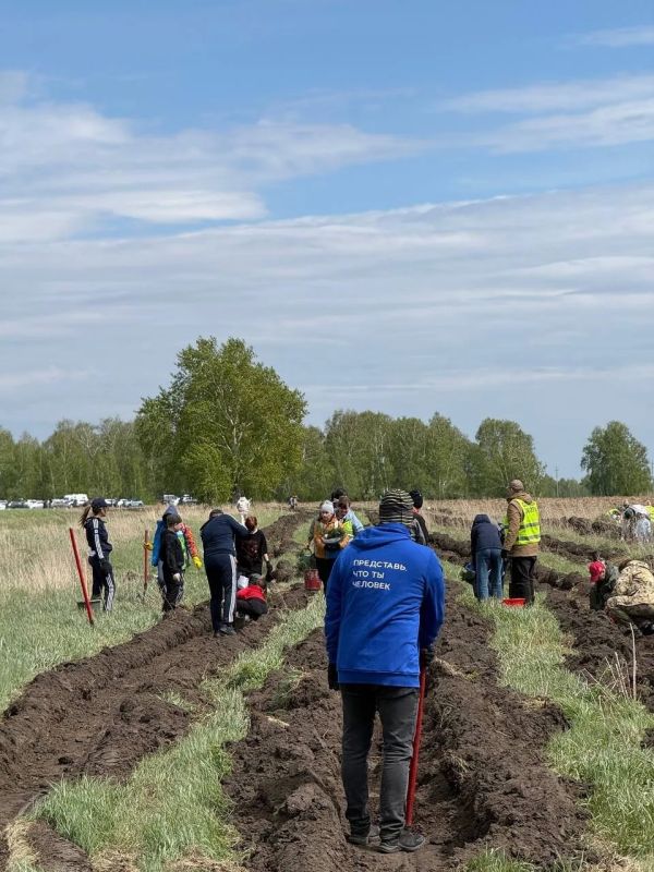 Более десяти тысяч деревьев высадили участники эко-акции «Семейный лес» в Алтайском крае