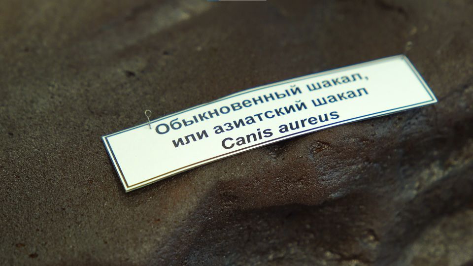 В Алтайском крае поймали шакала: первый случай в Сибири В Алтайском крае поймали шакала: первый случай в Сибири