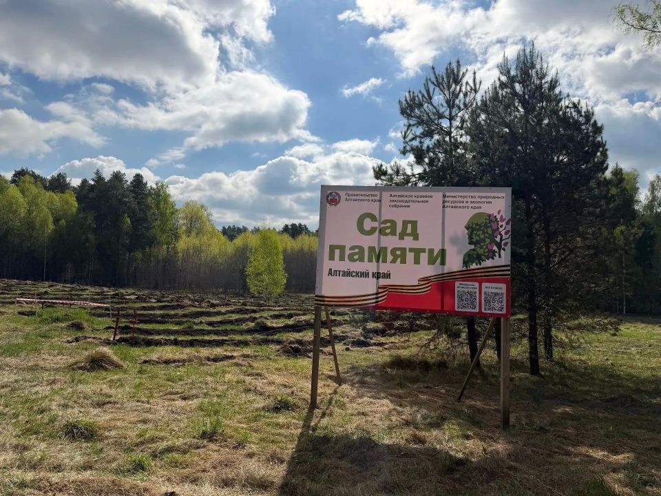 Более 2 миллионов деревьев высадили в Алтайском крае в рамках международной акции «Сад памяти»