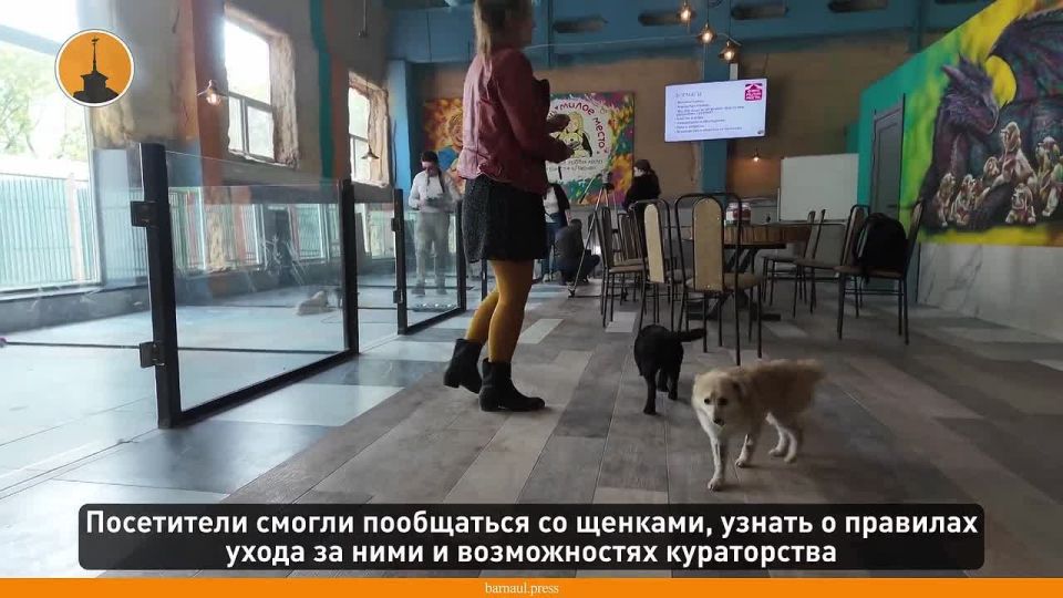Барнаульский приют для бездомных животных «Ласка» запустил новое помещение — щенячий хобби-холл «Очень милое место»