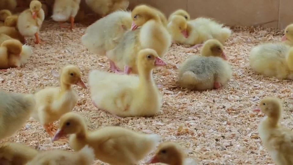 Много маленьких солнышек для тех, кто соскучился по теплу