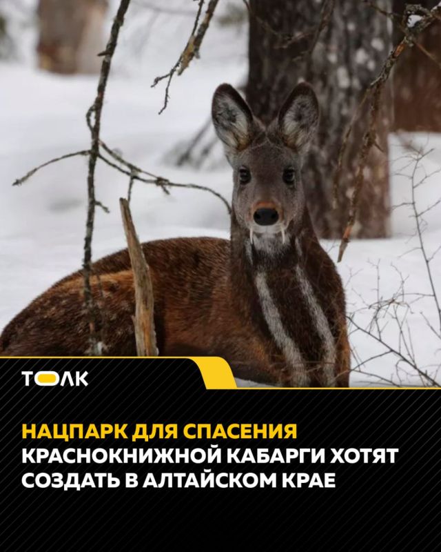 В Алтайском крае хотят создать новый нацпарк для спасения исчезающей кабарги
