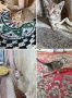 Бийчане спасают котят, которых выбросили на улицу