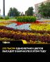 Сотни тысяч однолетних цветов высадят в Барнауле за лето