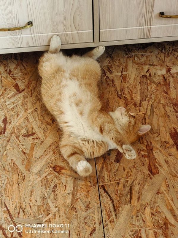 Рыжие песики и котики из подборки "оранжевых" фото, которые мы собираем на этой неделе Рыжие песики и котики из подборки "оранжевых" фото, которые мы собираем на этой неделе