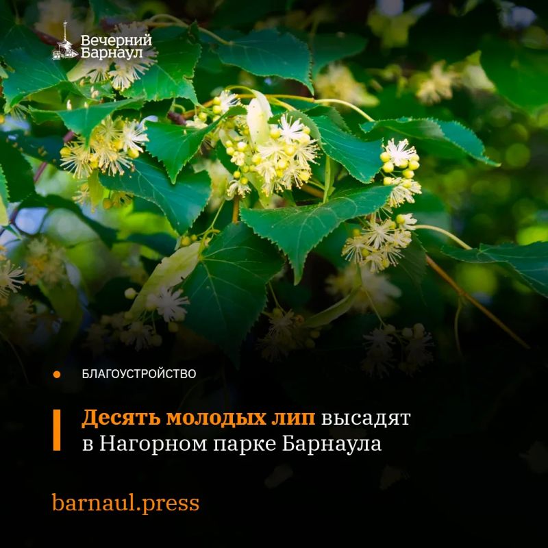 Сегодня, 28 мая, в Барнауле на территории Нагорного парка начали убирать аварийные тополя